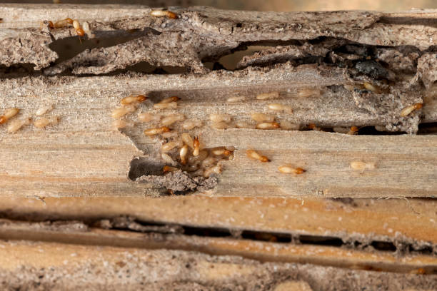 Professional Pest Control in Newton, NC