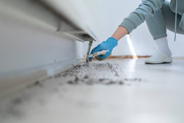 Bird Control in Newton, NC